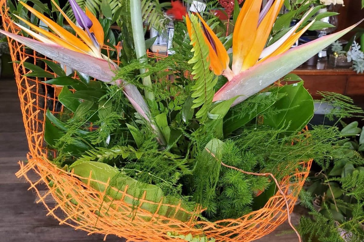 Birds of Paradise