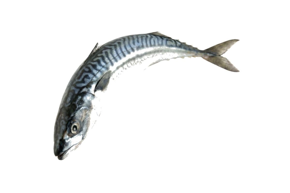 Mackerel (1 lb)