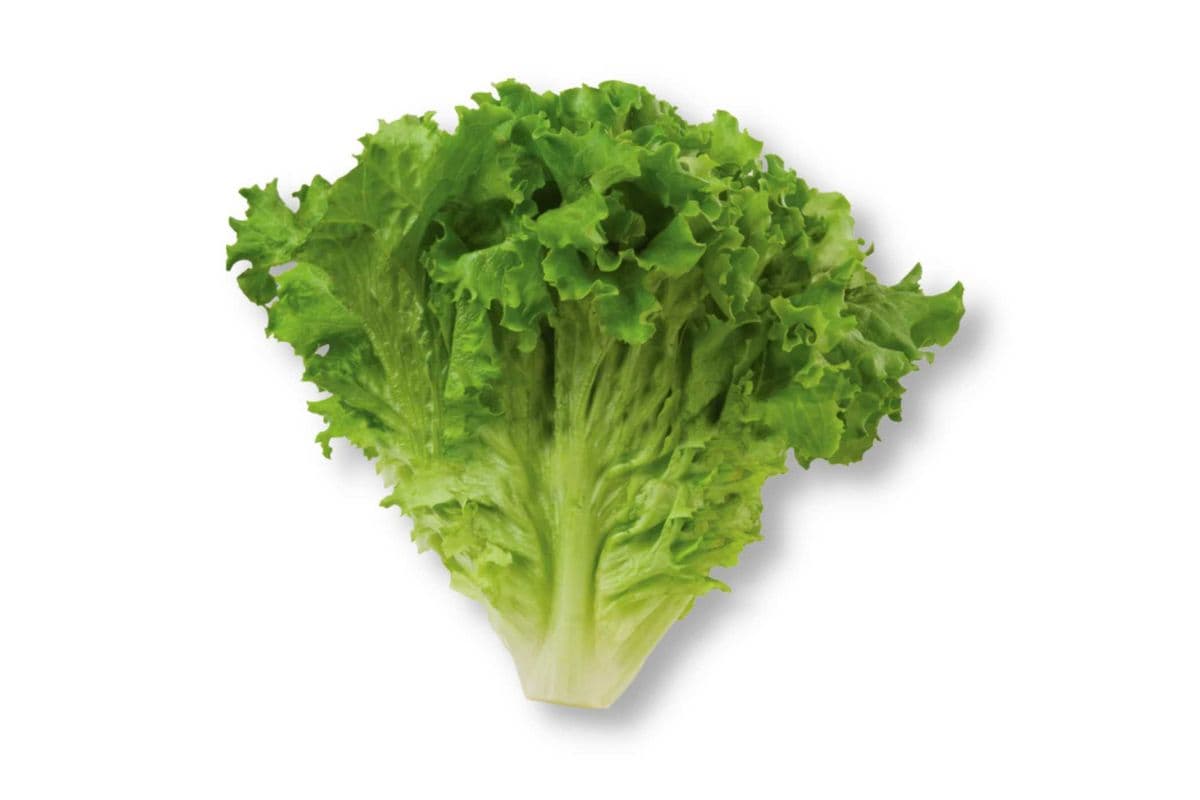 Green Leaf Lettuce