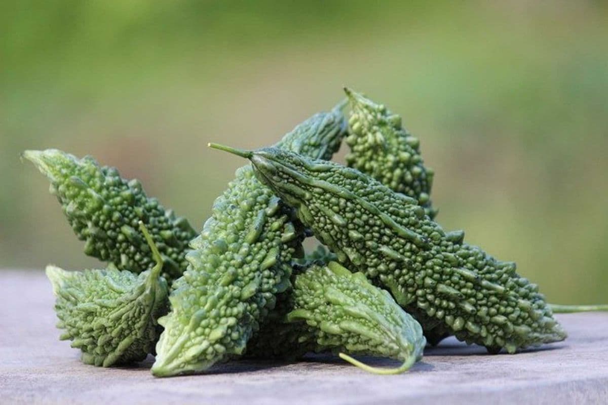 Fresh Indian Karela (1 lb)