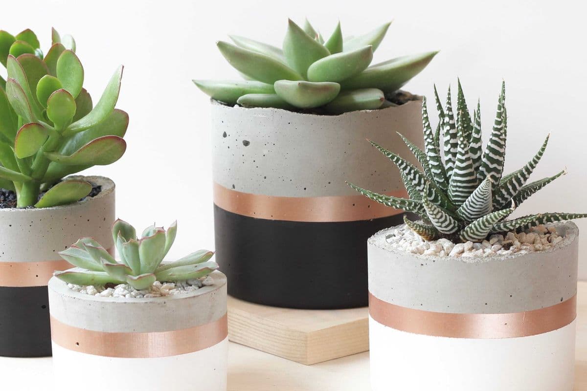 Easy Care Succulent in Decorative Pot