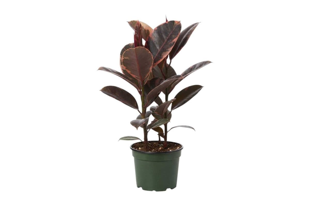 Ficus Elastica 'Ruby' (Rubber Plant) - 6 Inch Pot