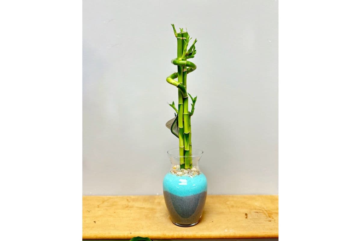 Small Lucky Bamboo