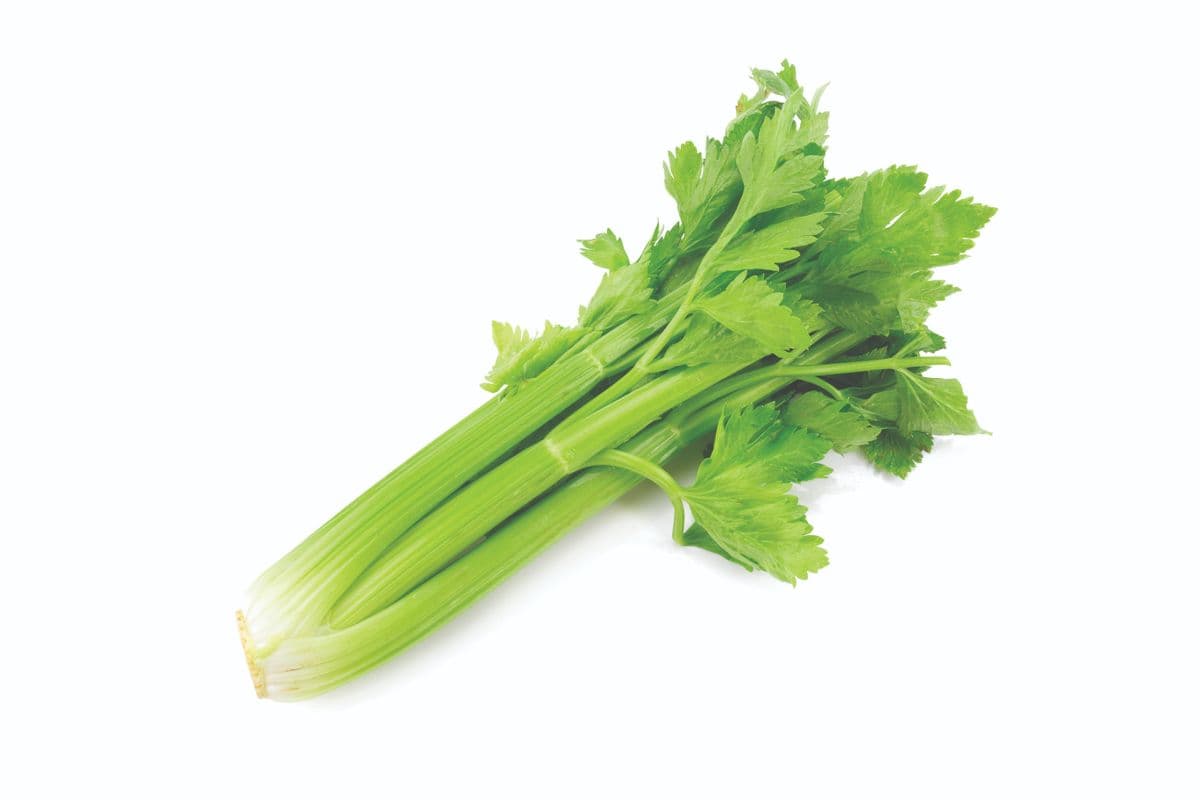 Stalk Celery