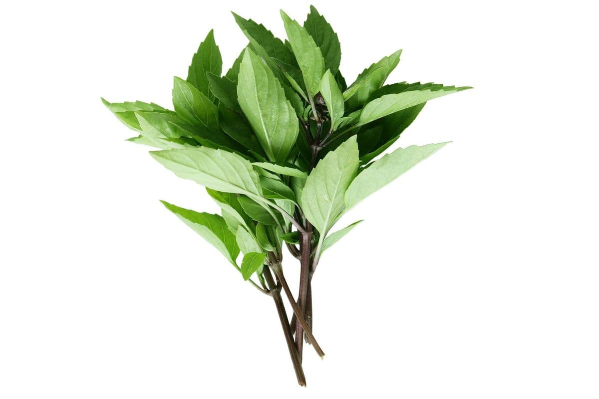 Basil Rau Que (per lb)