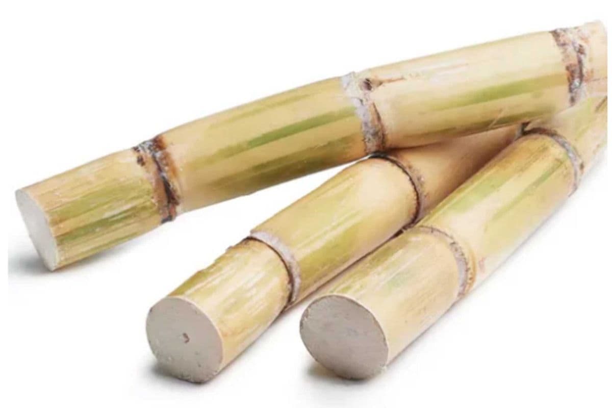 Canne À Sucre