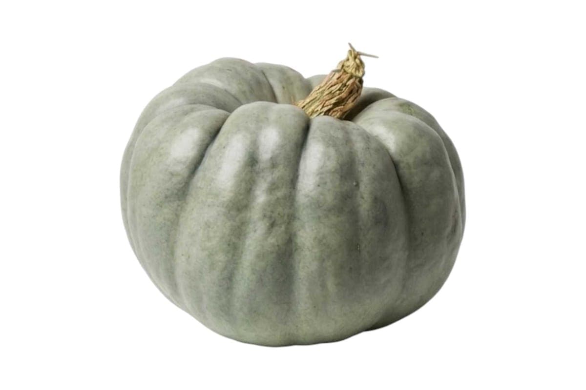 Muted Blue-Green Pumpkin - Large