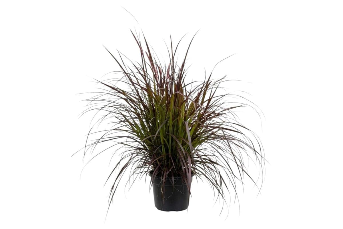 Purple Fountain Grass - 12 Inch Pot