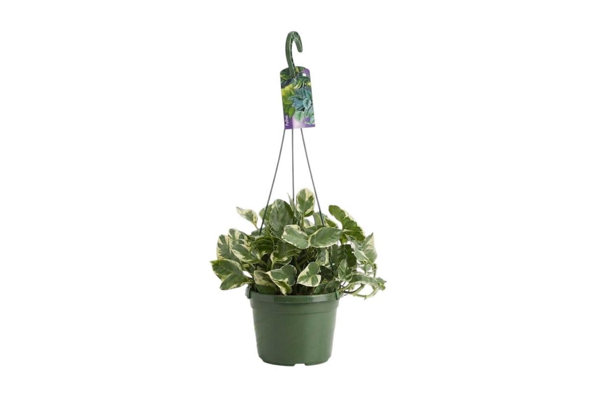 Pearls and Jade Pothos Hanging Basket - 6 Inch Pot