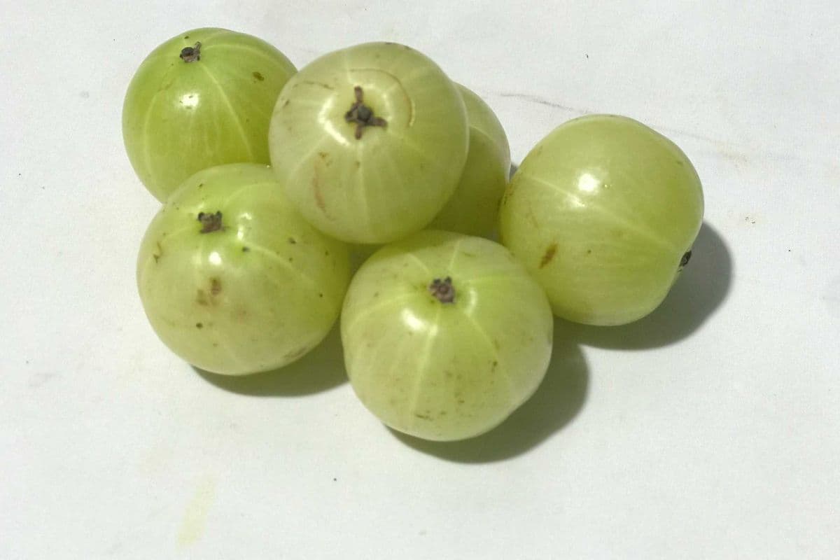 Nelli Goose Berries (bag of 5)