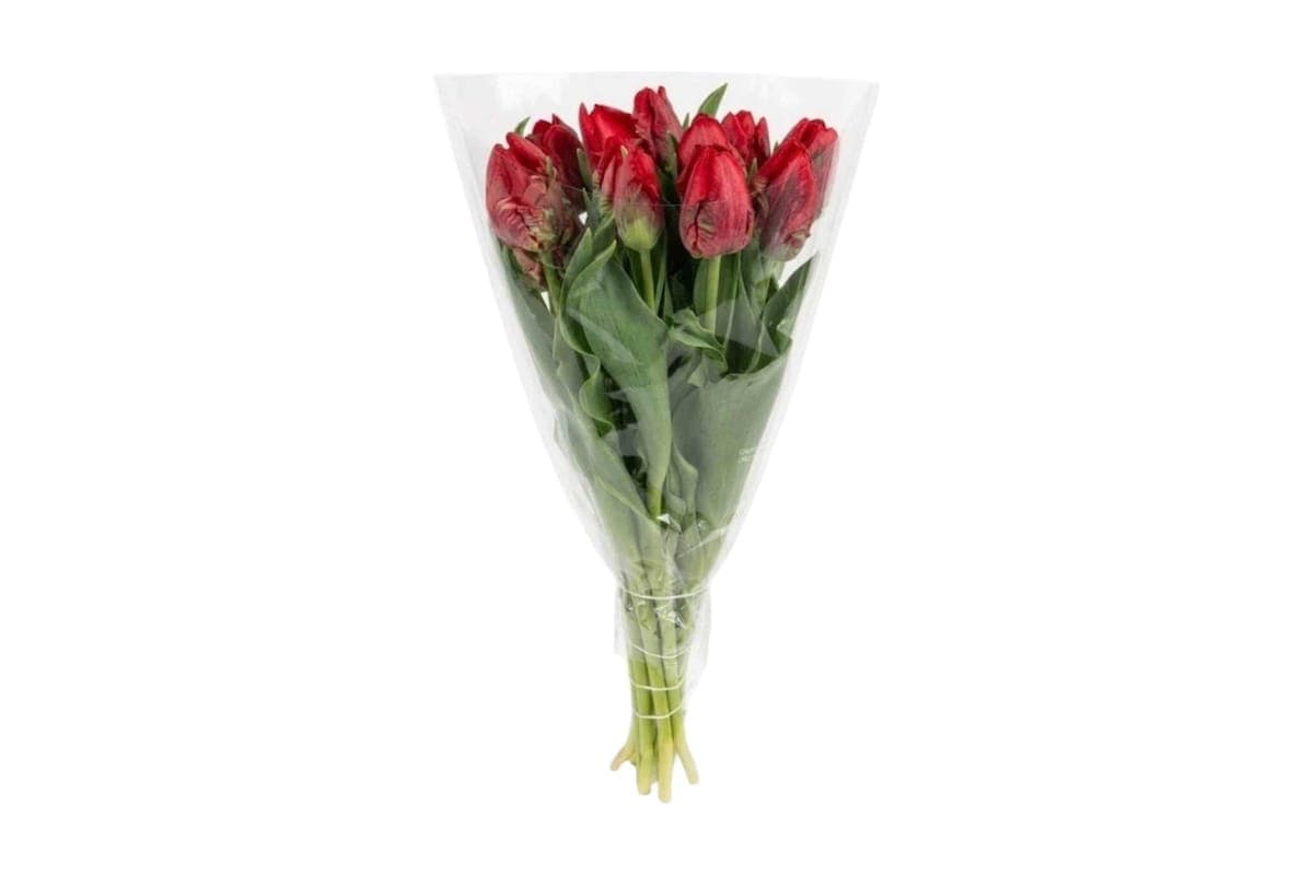 Red Parrot Tulips - 10 Stems