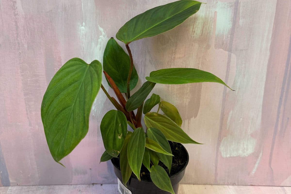 4" Philodendron fuzzy petiole