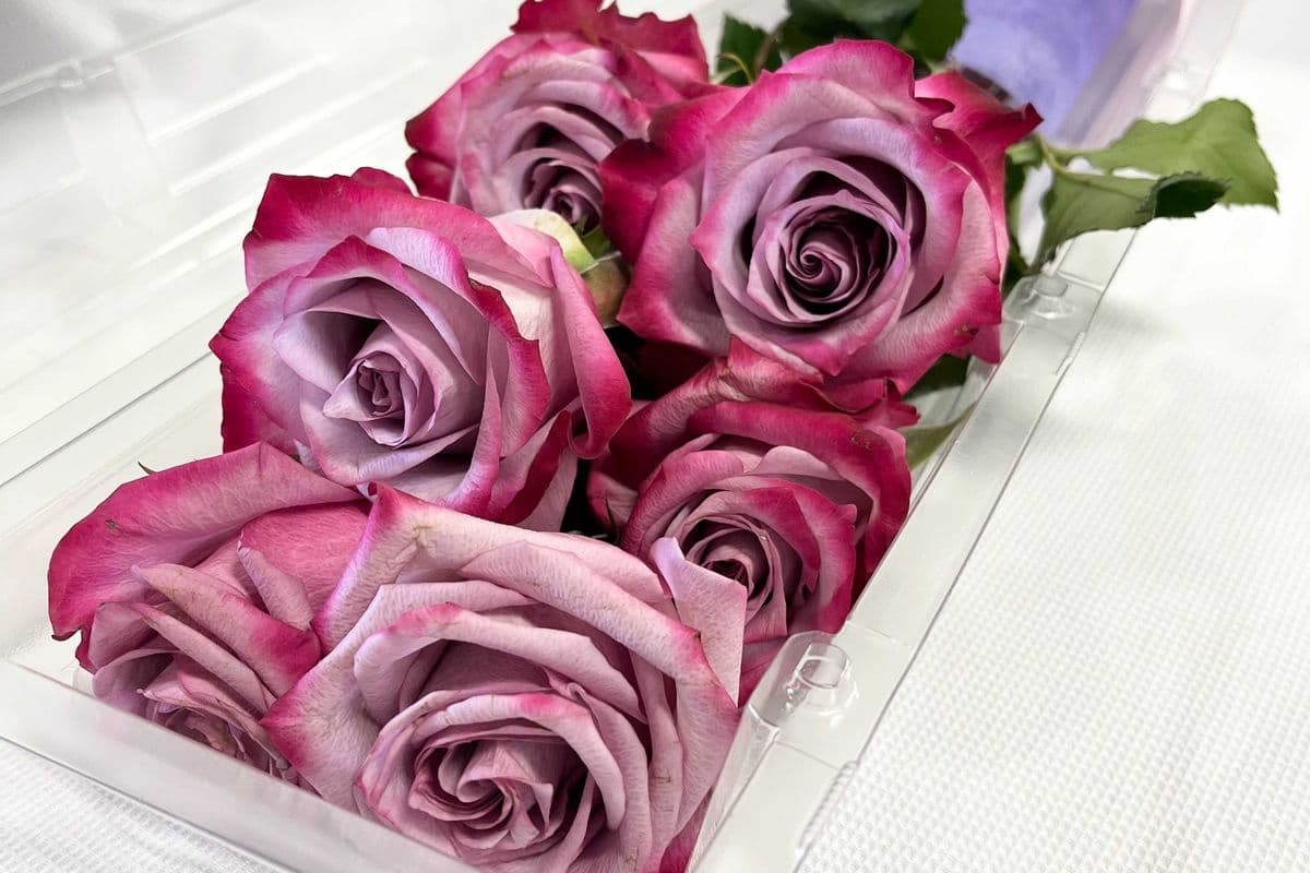 Special! 6 Purple Roses in Clear Box