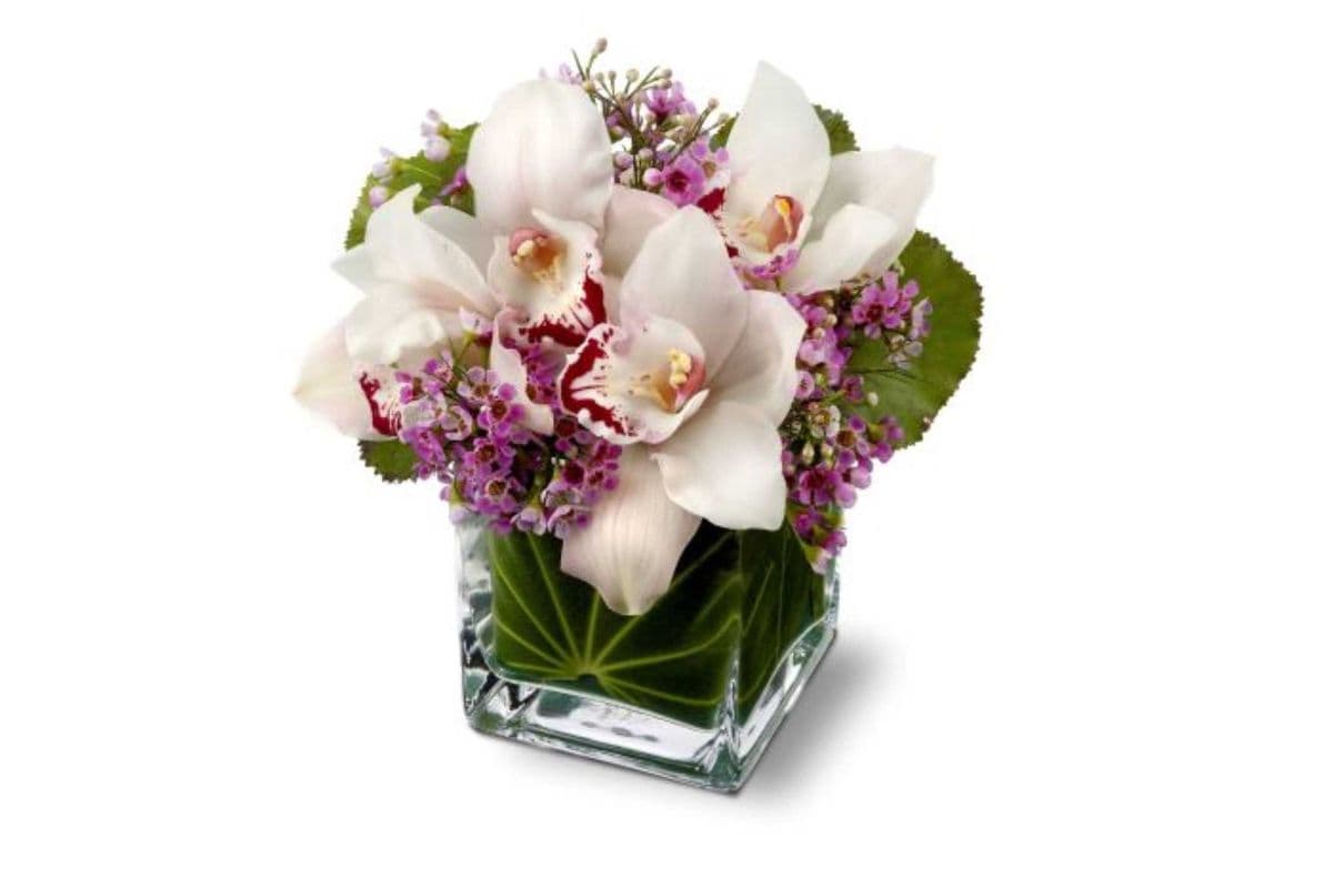 Lovely Orchids