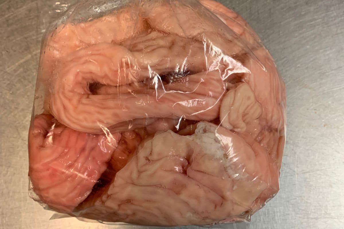 Frozen- LARGE Pork Intestine