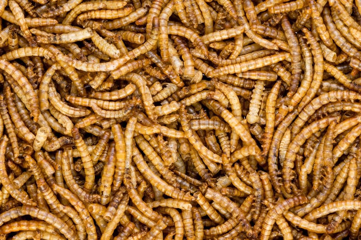 Dried Mealworms (300 grams)