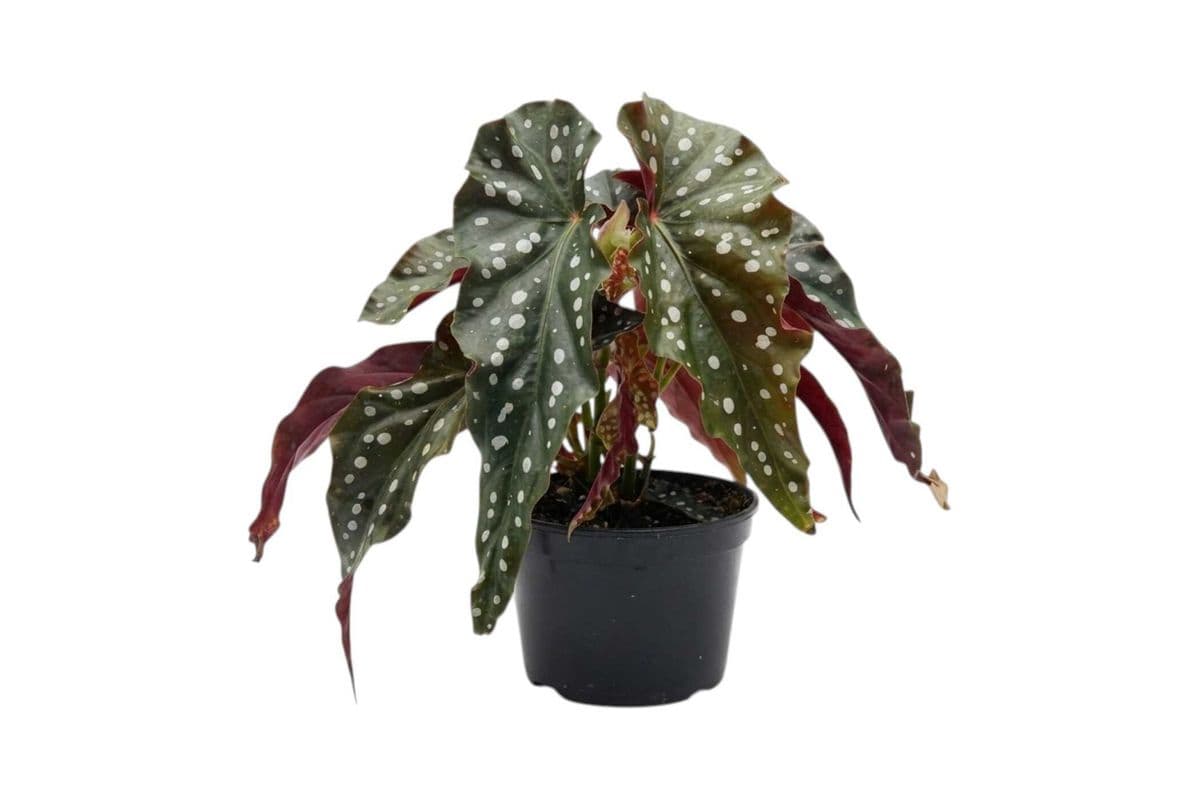 Begonia maculata - 5 Inch Pot