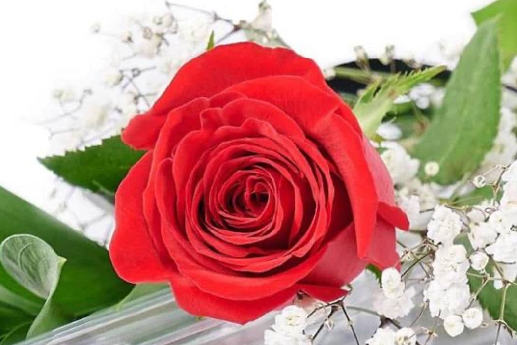 Single Long Stem Red Rose
