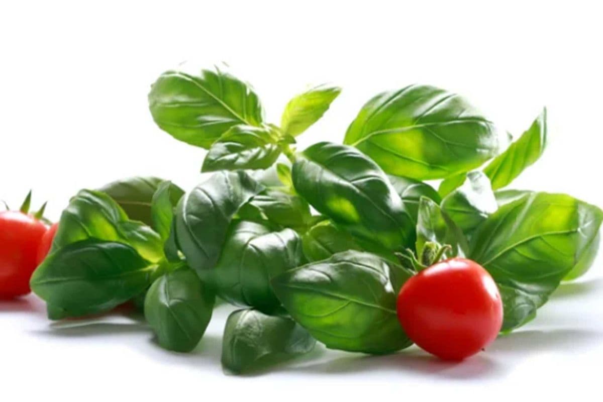 Garden Salad