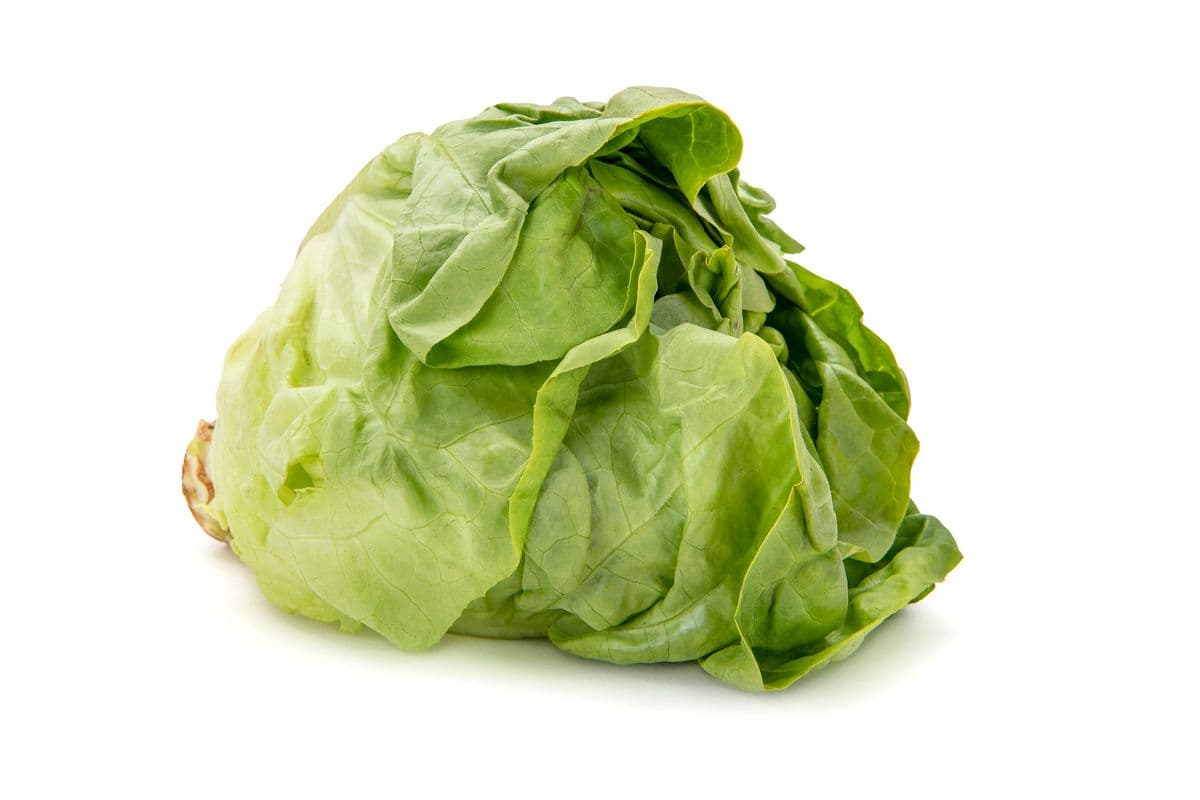 Laitue Iceberg