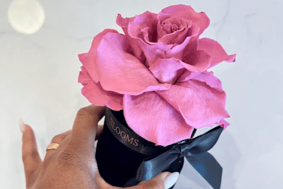 Single Infinity Rose in a Round Velvet Box