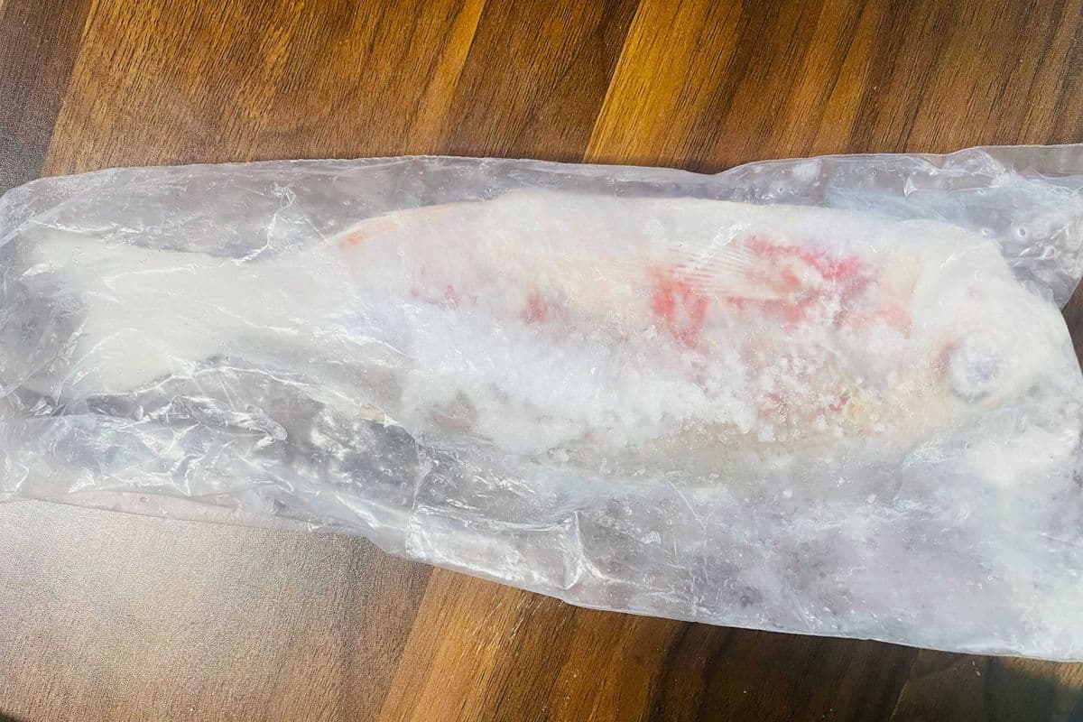 Red Snapper