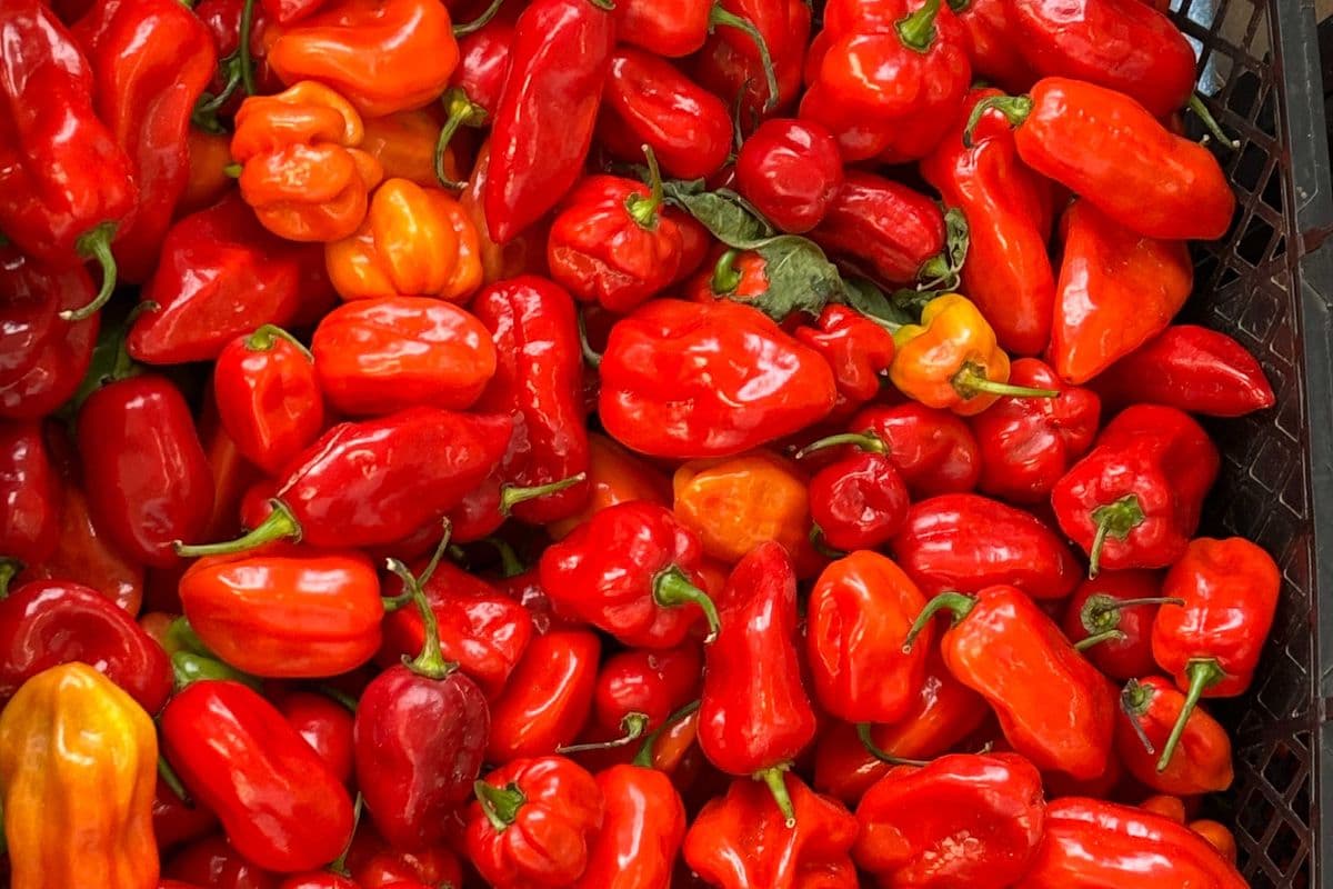 Frozen Red Habanero Peppers – Full Box (5.5 lb)