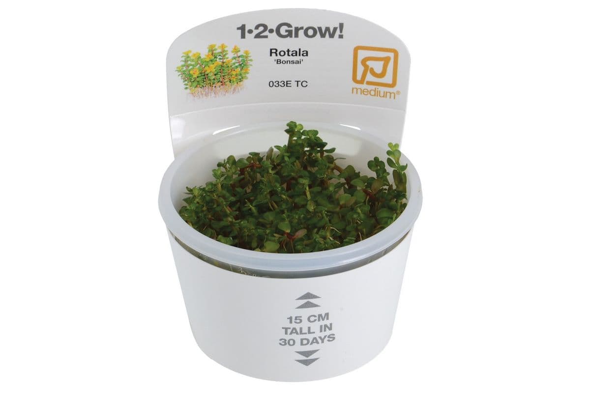 Tropica 1-2-Grow Live Plant - Rotala - Bonsai