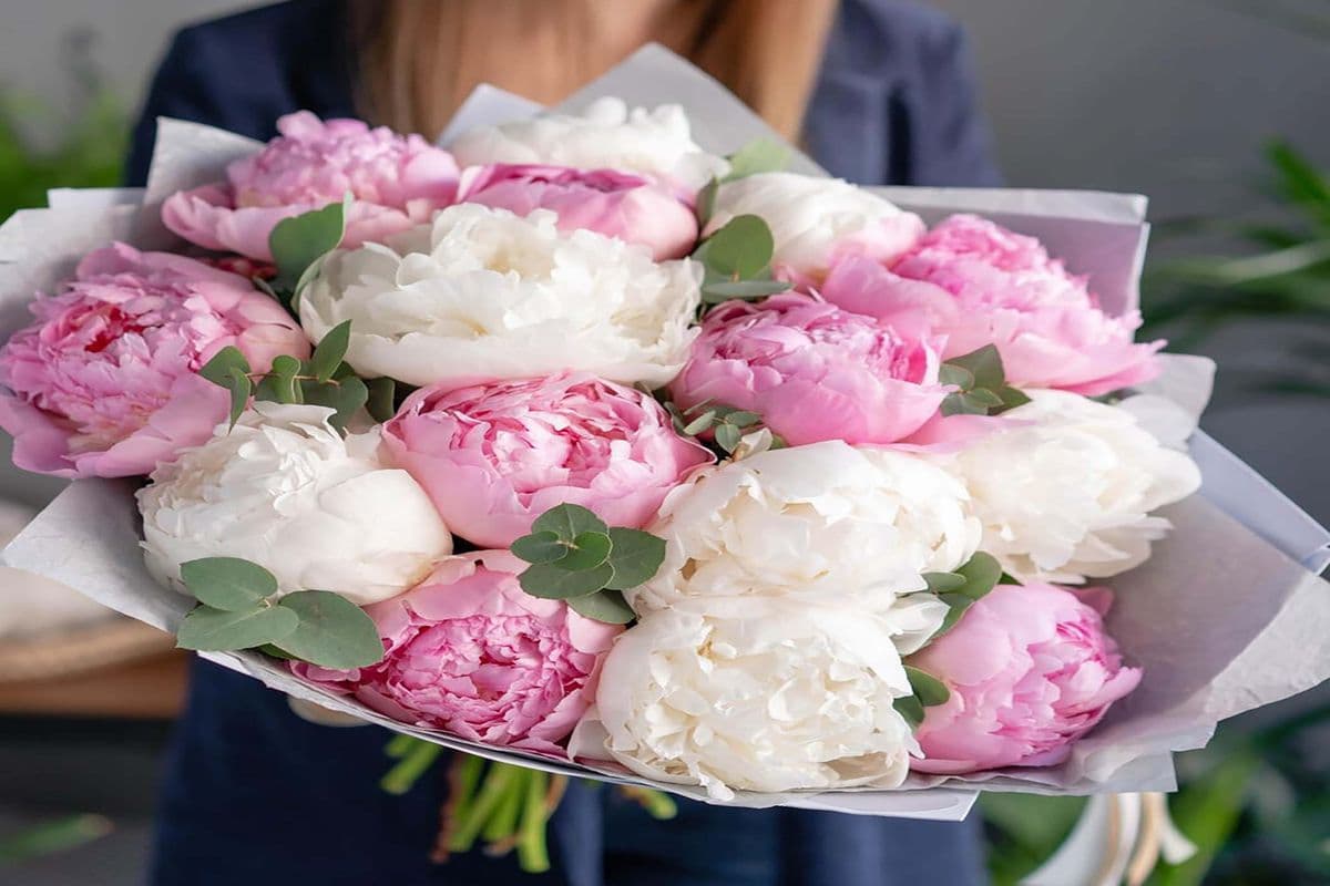 15 Pink and White Peonies - Luxury Wrapped!