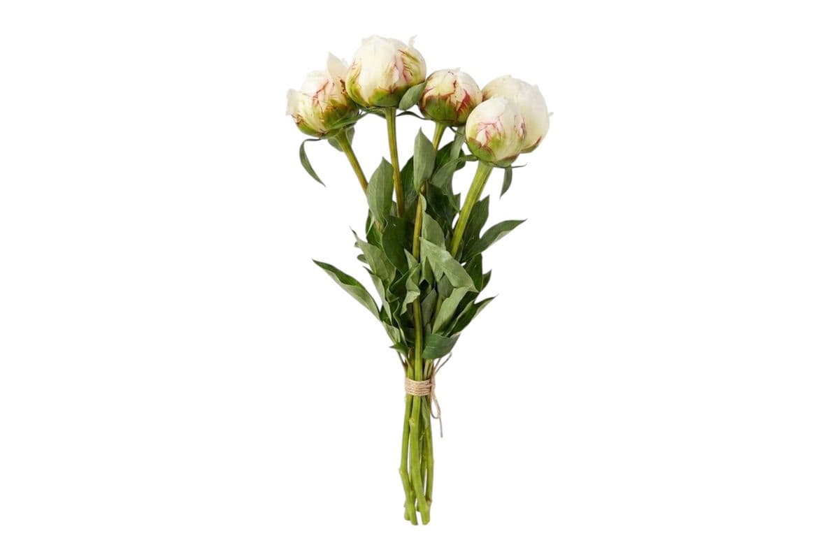 White Peony - 5 Stems