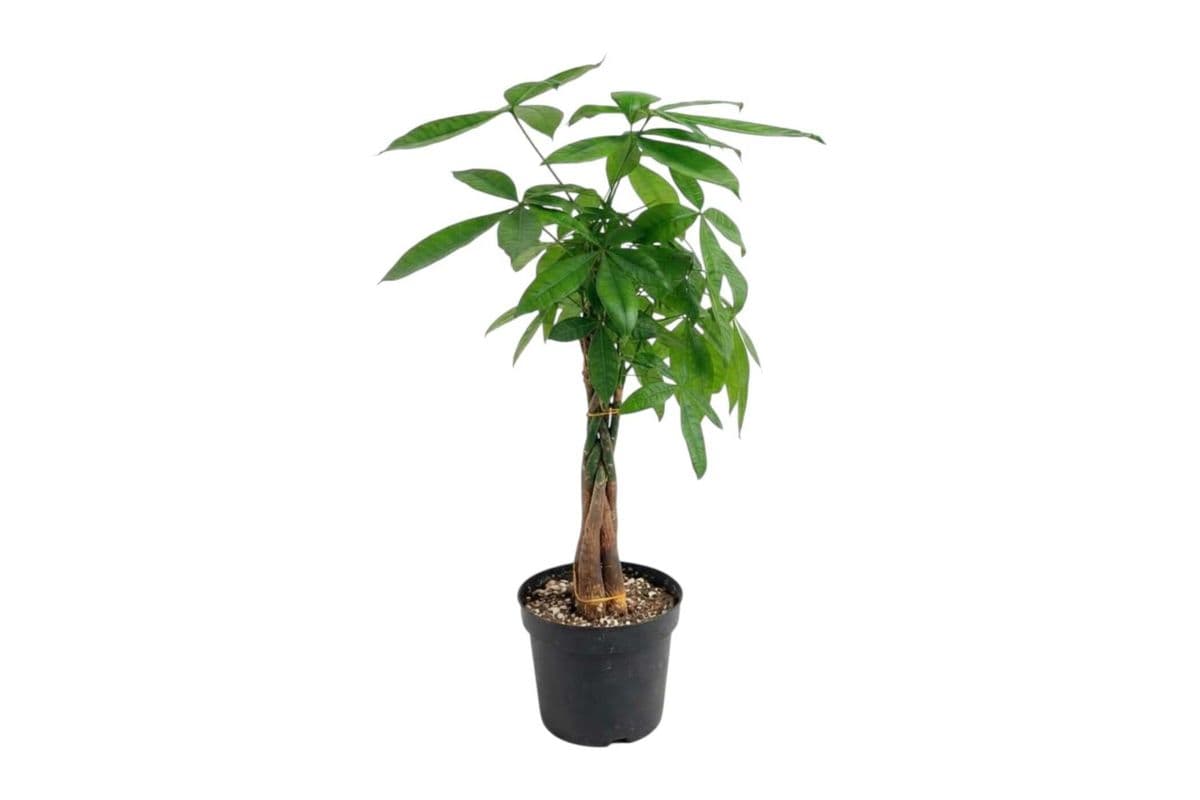 Money Tree - 5 Inch Pot