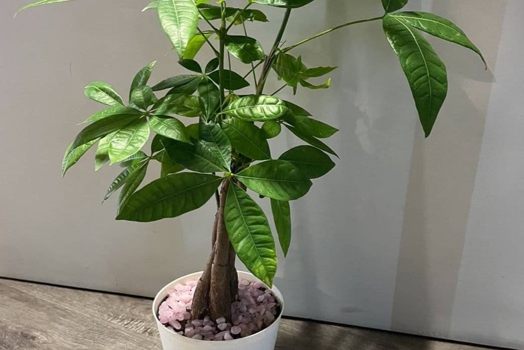 Money Tree