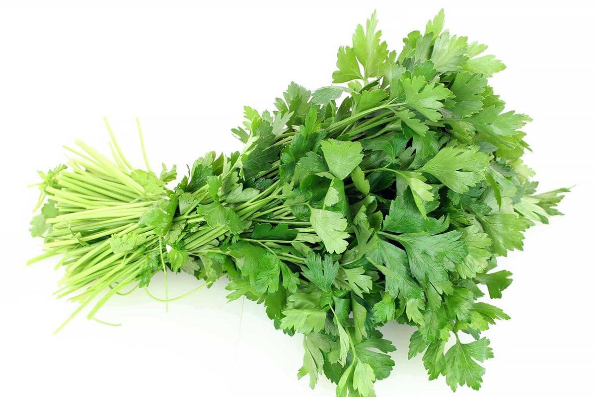 Persil italien (1) / Italian Parsley (1)