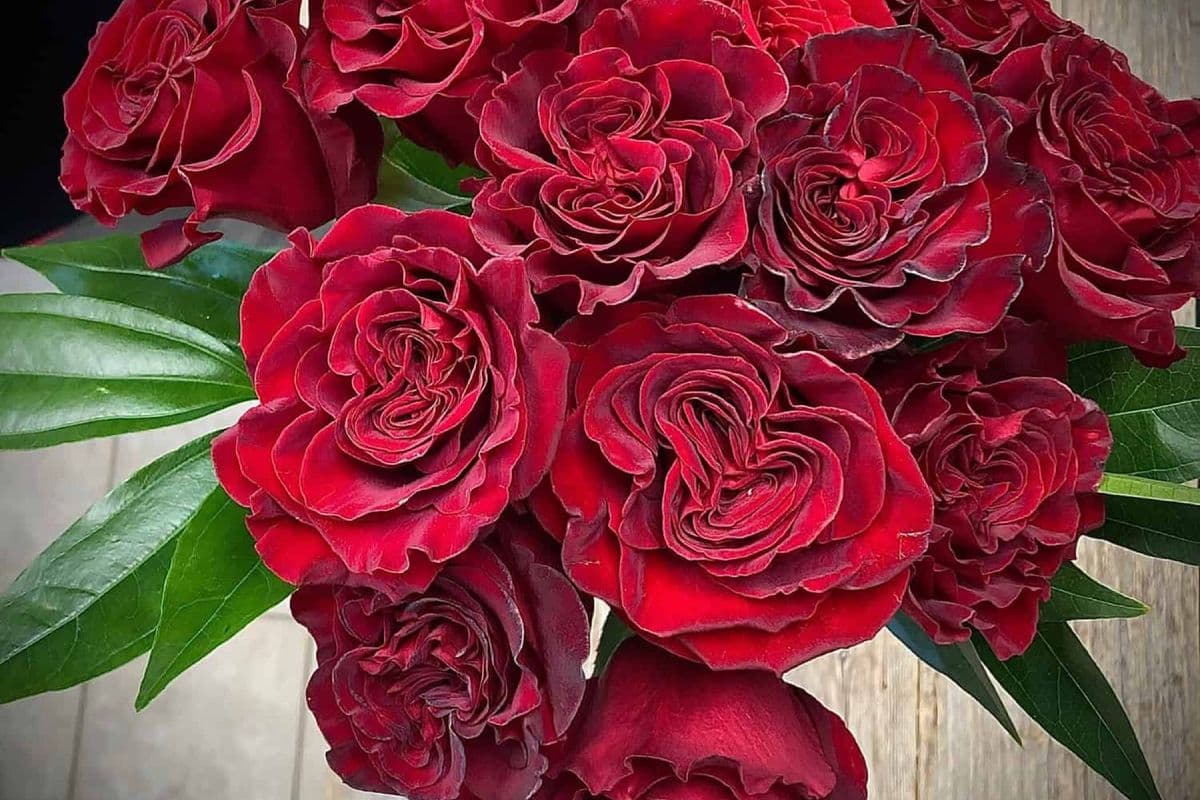 A Dozen Roses - Vase Arrangement