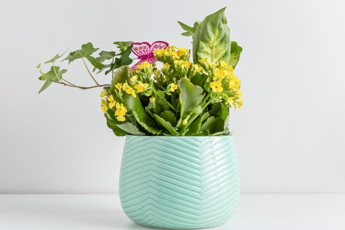 Everyday Indoor Garden