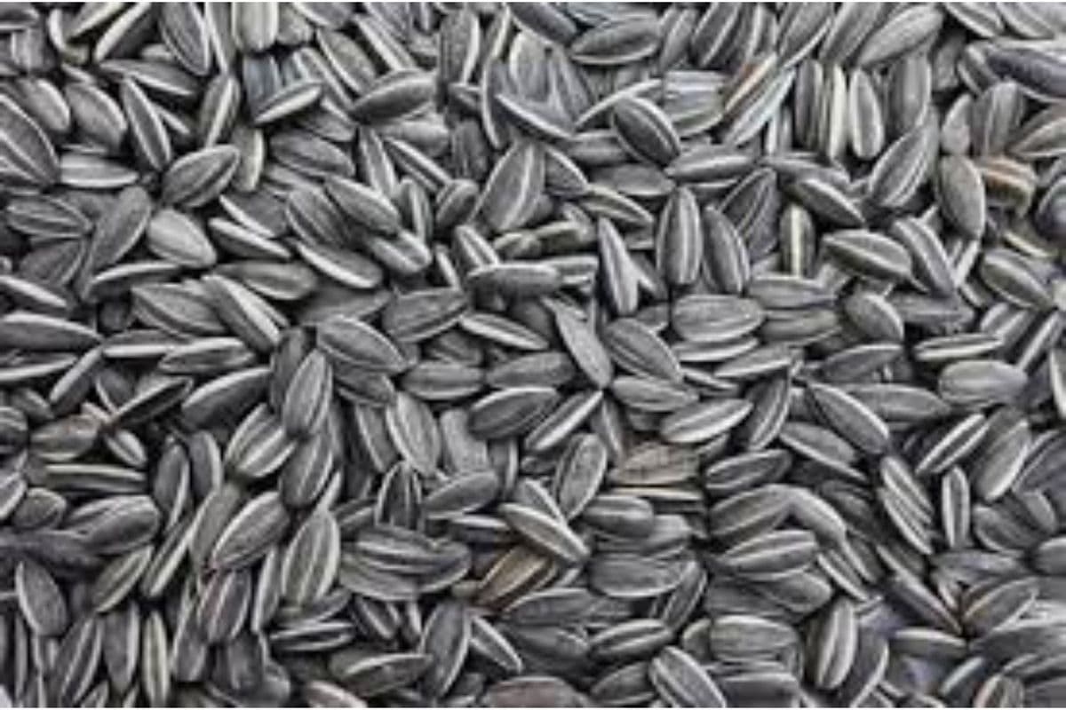 Striped Sunflower Seeds (1 lb)