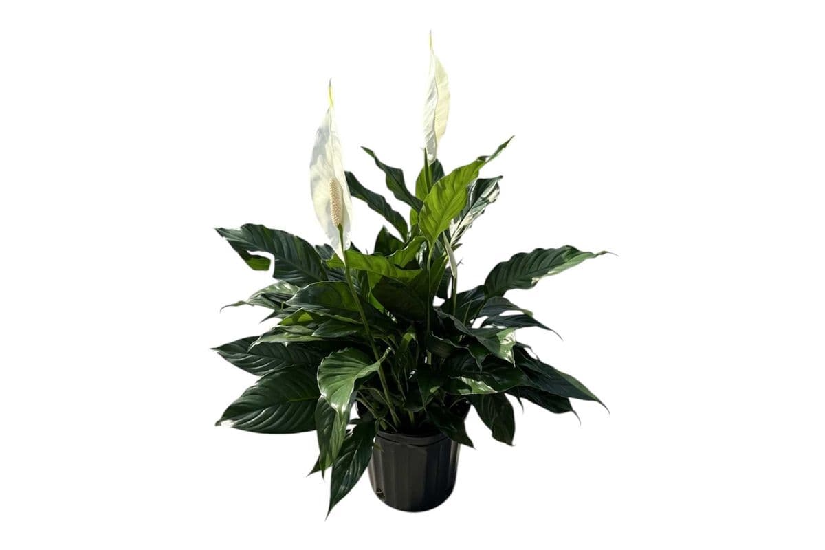 Peace Lily - 10 Inch Pot