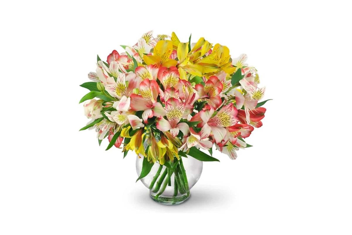 Perfect Peruvian Lilies