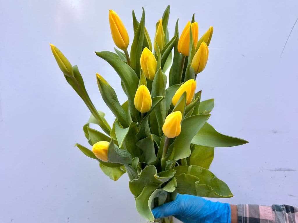 Flowers - Local Tulips Yellow (5 stems)
