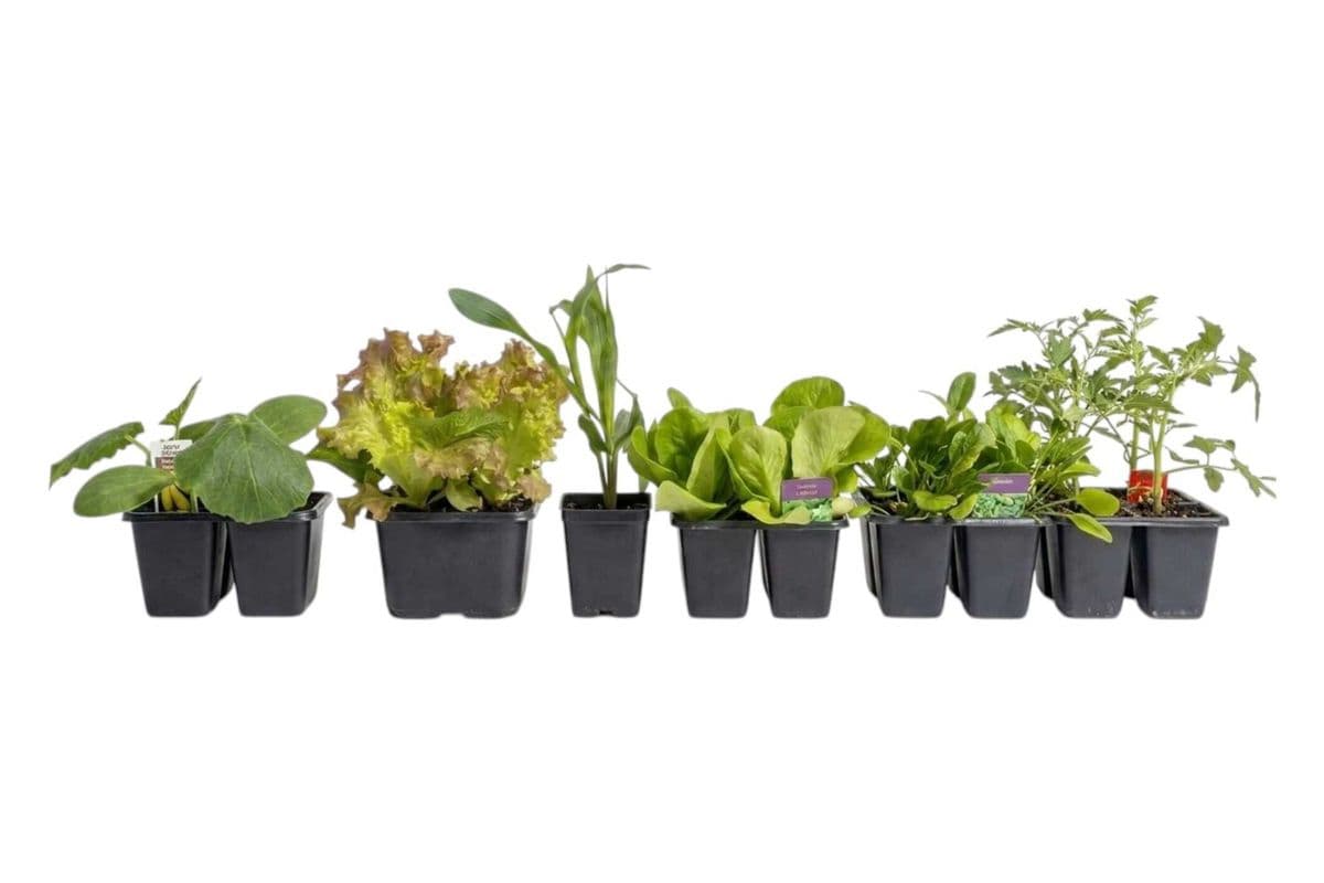Assorted Vegetables (Cell Packs) - 6 Per Pack