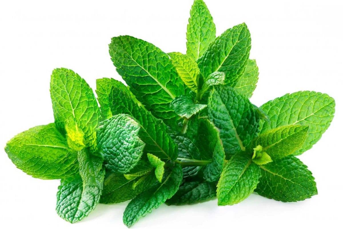 Mint Leaves (1 bunch)