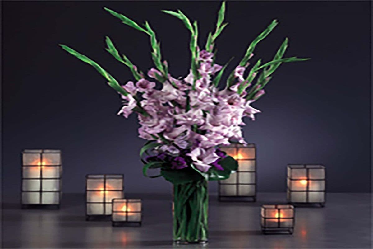 Graceful Gladiolus