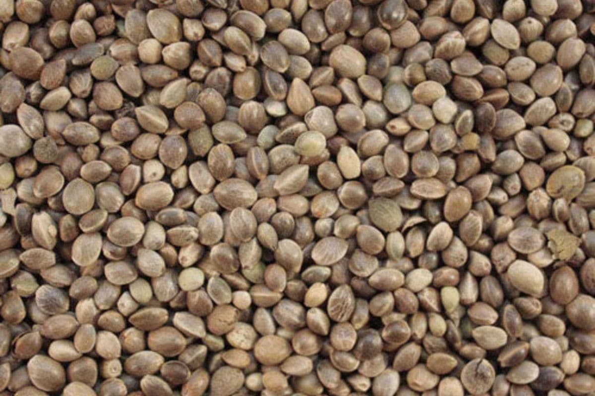 Hemp Seed (5 lb)