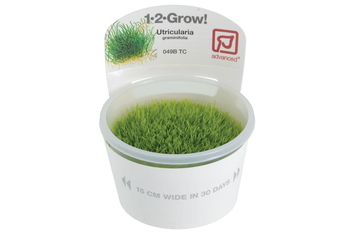 Tropica 1-2-Grow Live Plant - Utricularia Graminifolia