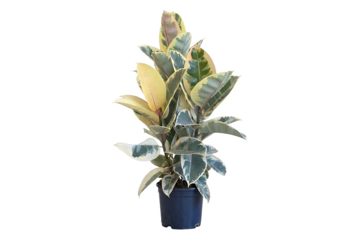 Ficus Elastica 'Tineke' (Rubber Plant) - 10 Inch Pot