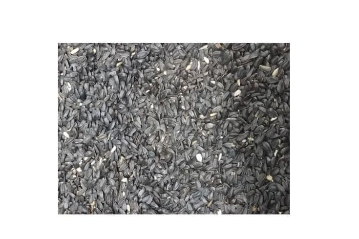 Black Oil Sunflower (5 lb)
