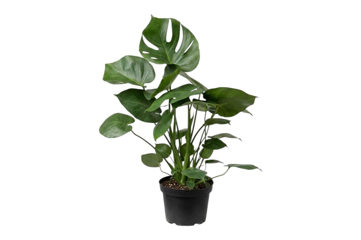 Monstera - 8 Inch Pot