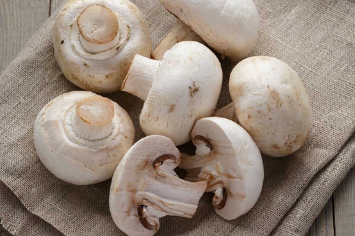Champigons/Mushrooms