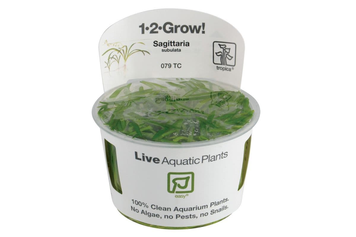 Tropica 1-2-Grow Live Plant - Sagittaria Subulata