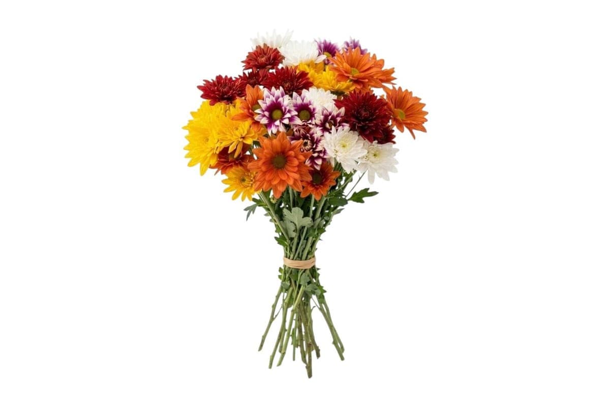 Mixed Colour Chrysanthemum Bouquet - 10 Stems